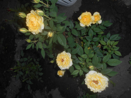 1479068 (a): :2164x1623